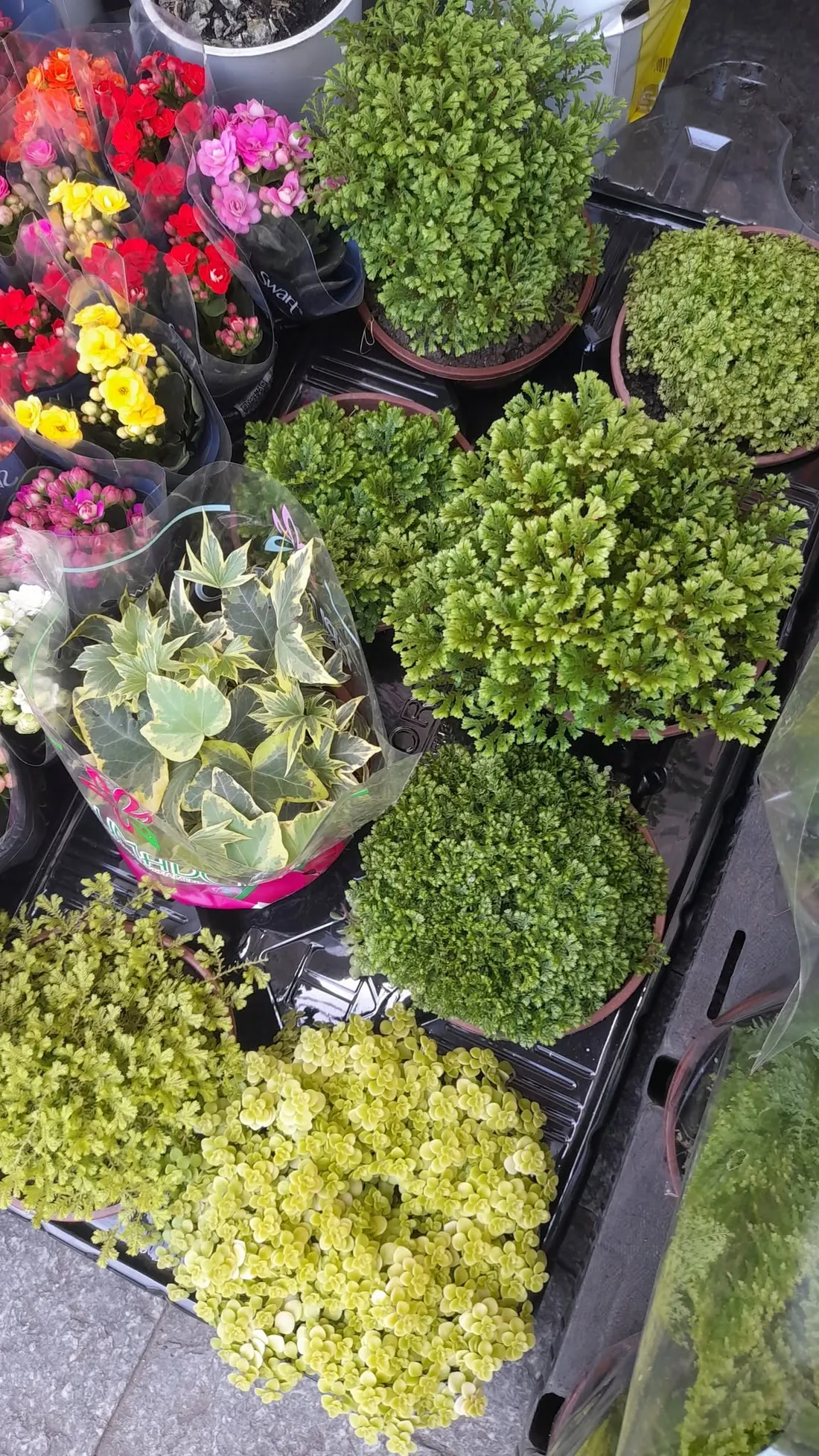 Mudas de flores em bandejas na calçada da loja