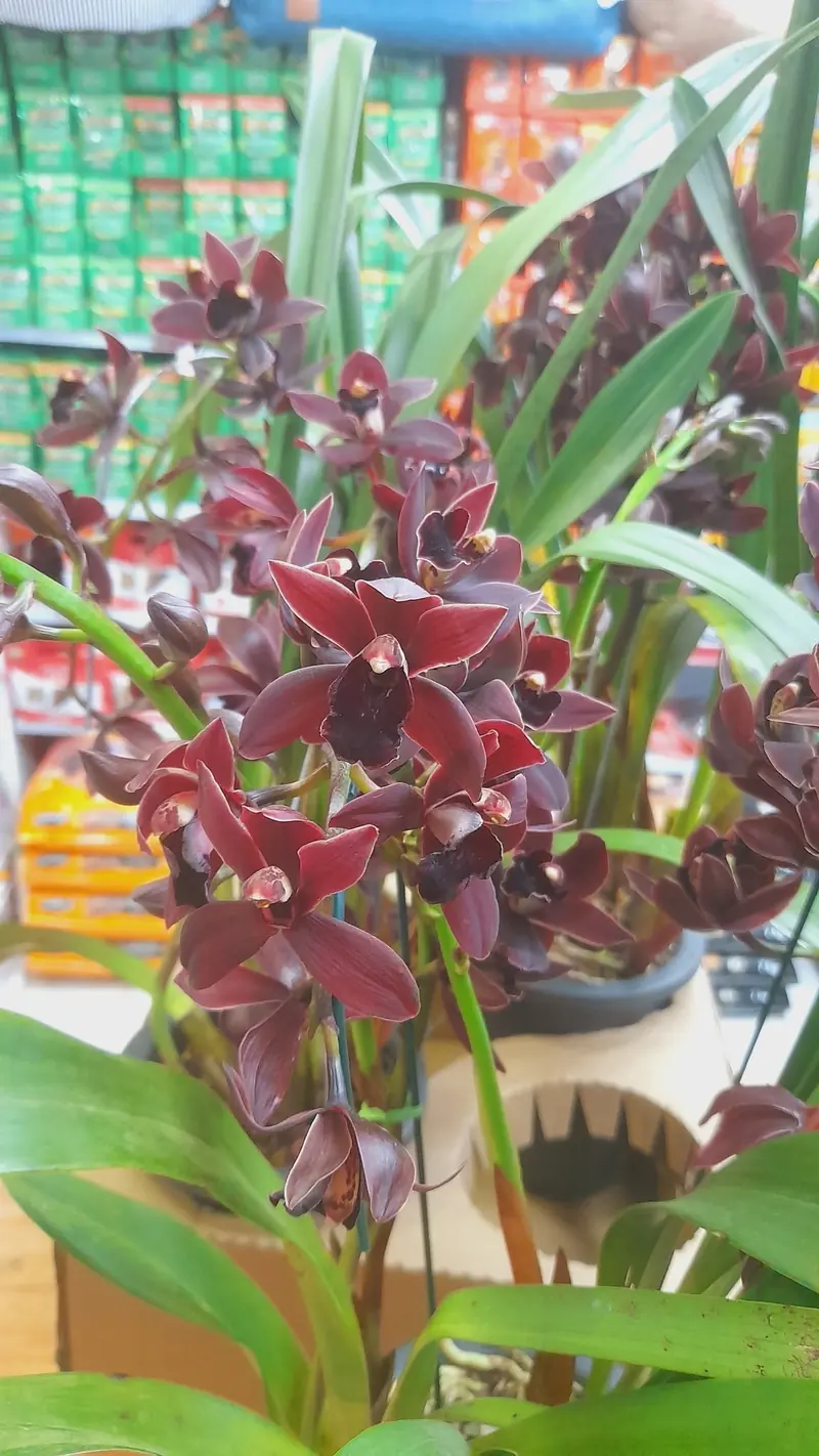 Orquídea Cymbidium