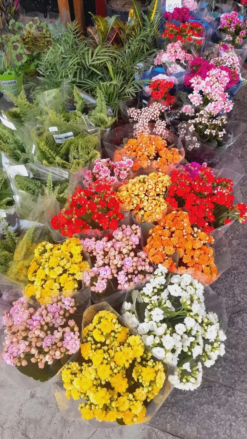 Kalanchoe