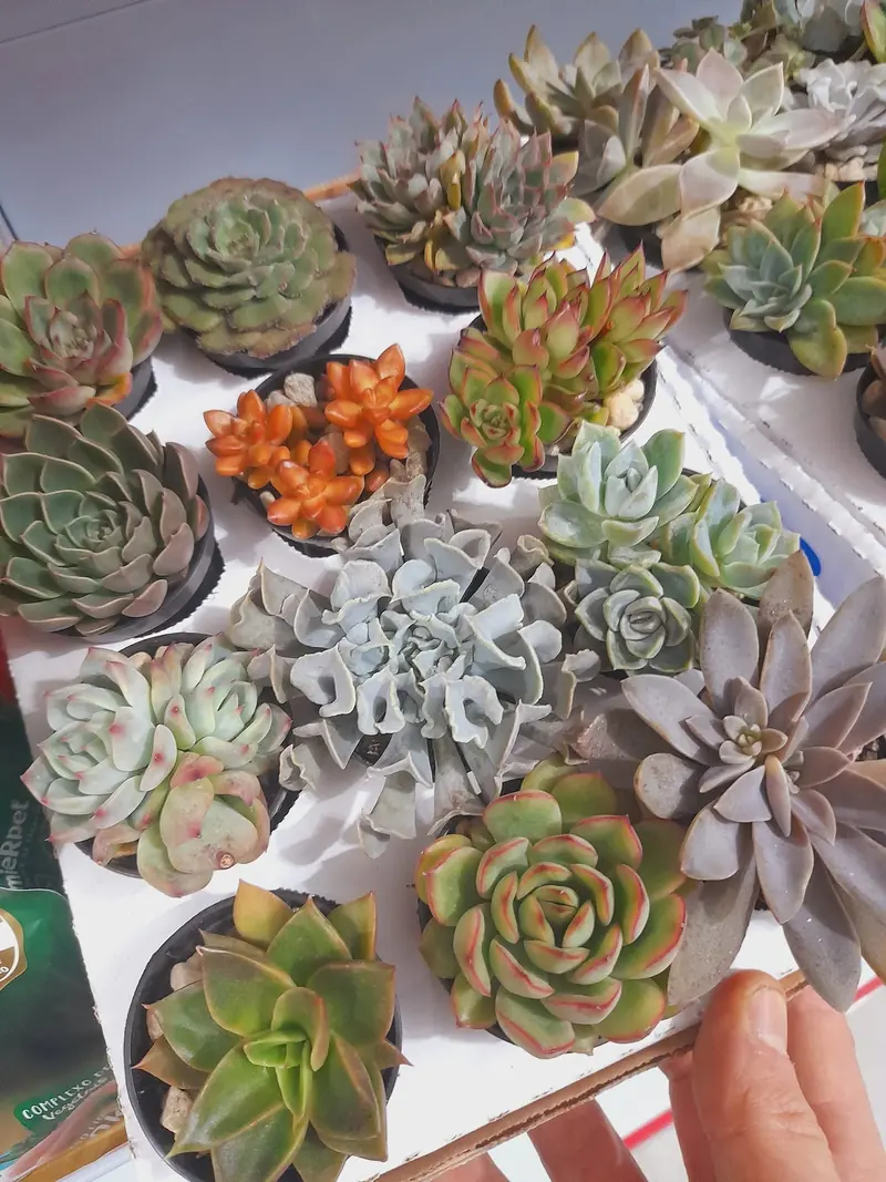 Suculentas